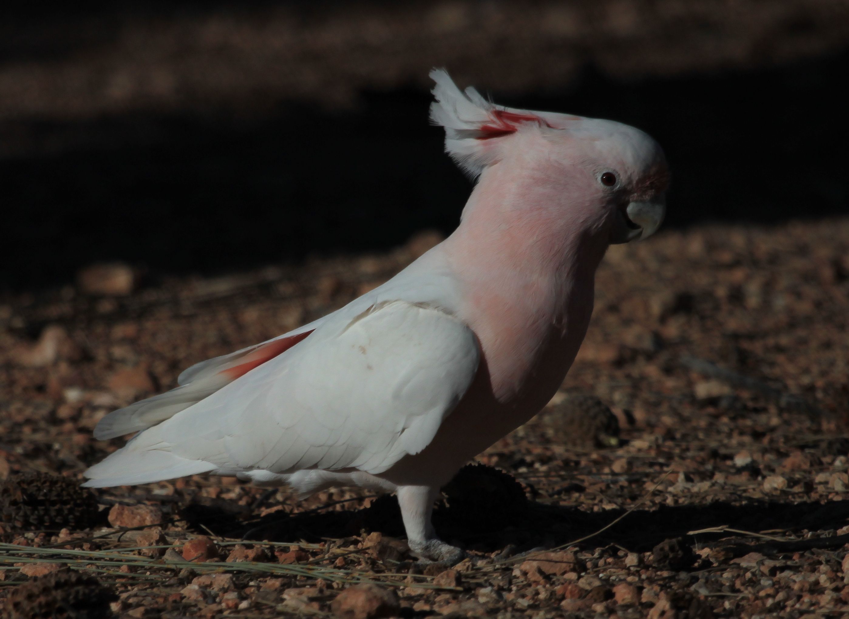 Major Mitchell's Cockatoo BIRDS in BACKYARDS